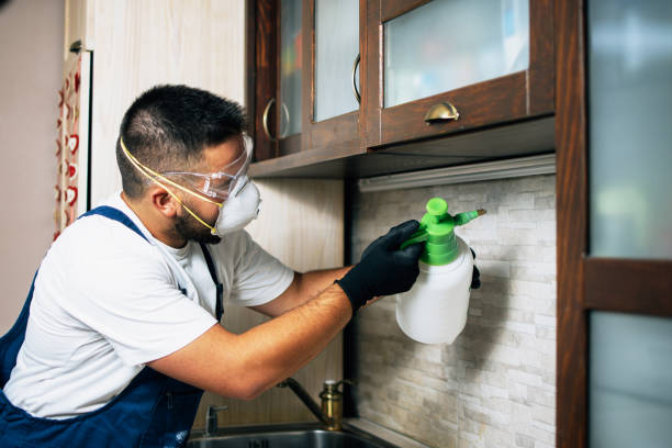 Best Affordable Pest Control Services  in Elmhurst, IL