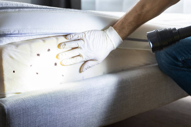 Trusted Elmhurst, IL Pest Control Experts