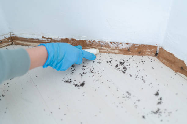 Best Flea Control Services  in Elmhurst, IL